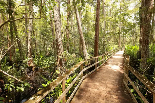 Photo of Walkway at Audubon Corkscrew Sanctuary