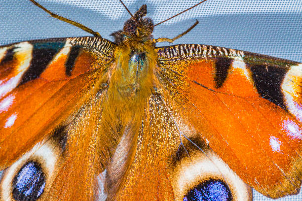 European peacock or peacock butterfly, with colorful yellow, red, black, white and blue colors, close up and top view