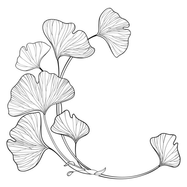 ilustraciones, imágenes clip art, dibujos animados e iconos de stock de rama de esquina vectorial con contorno gingko o árbol de ginkgo biloba. racimo redondo con hoja ornamentada en negro aislado sobre fondo blanco. - fossil leaves