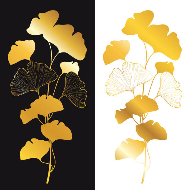 illustrations, cliparts, dessins animés et icônes de silhouette de branche dorée de vecteur de gingko ou d'arbre de biloba de ginkgo. bunch avec la feuille dans l'or d'isolement sur le fond blanc et noir. - ginkgo tree