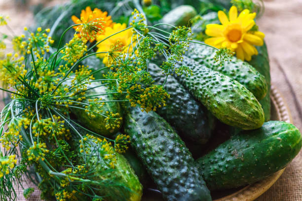 istock Fresh, green cucumber with dill on the table. 1194091791