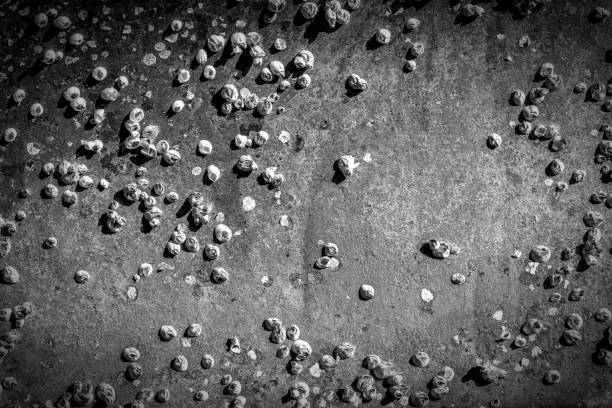 Sharp Barnacless 210+ Sharp Barnacles Stock Photos, Pictures & Royalty-Free Images - iStock