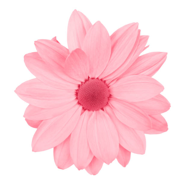 istock Pink daisy, chamomile or chrysanthemum macro photo isolated . 1194092833