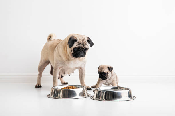 A six week old purebred pug puppy and it´s pug mother, in front of their water and food bowls. A six week old purebred pug puppy and it´s pug mother, in front of their water and food bowls.  White background and copy space. dog bowl photos stock pictures, royalty-free photos & images