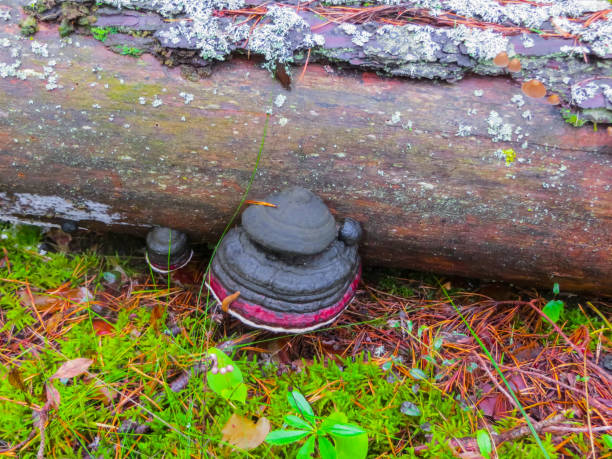 istock mushroom chaga on old fallen trees in the forest. 1194093073