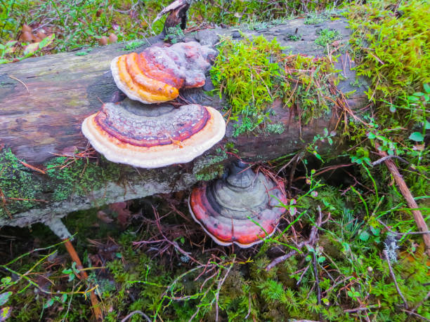 istock mushroom chaga on old fallen trees in the forest. 1194093140
