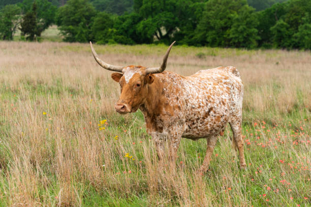 テキサス・ロングホーン・カウ - texas texas longhorn cattle bull landscape ストックフォトと画像