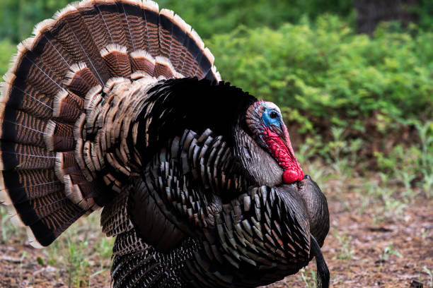 istock Wild Rio Grande Turkey 1194094035