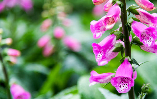 istock Foxglove flowers blossoming in the park 1194094193