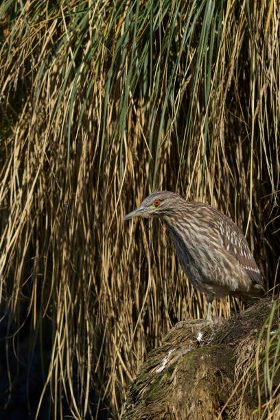 クロハラのナイトヘロンのコロニー(ニクティコラックス・ニクティコラックス・フォークランドティクス) - heron night heron island water ストックフォトと画像