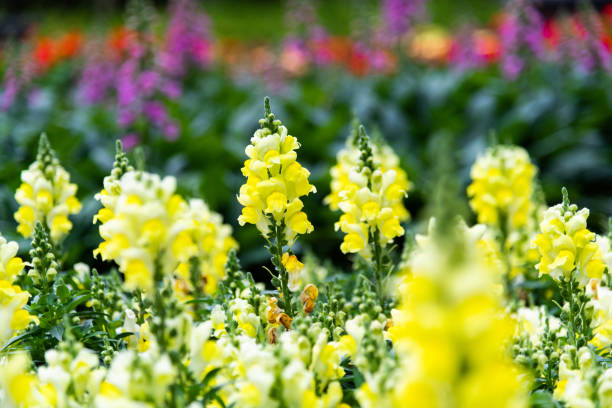 Snapdragons blossoming in the park.