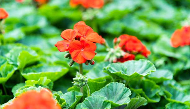 istock Red geranium flowers blossoming in the park 1194094297