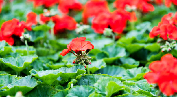 istock Red geranium flowers blossoming in the park 1194094435