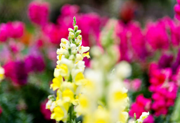 Snapdragons blossoming in the park.