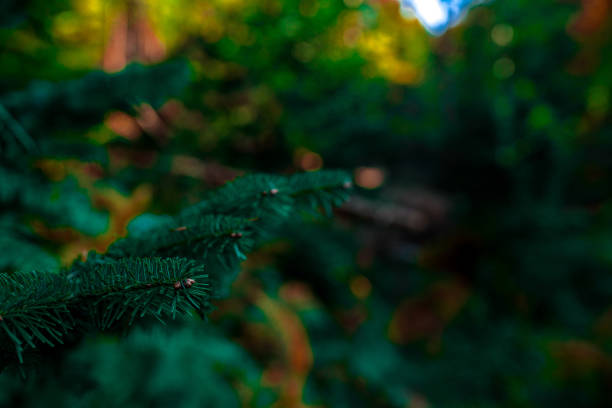 dark moody plants for background. Nature environment.