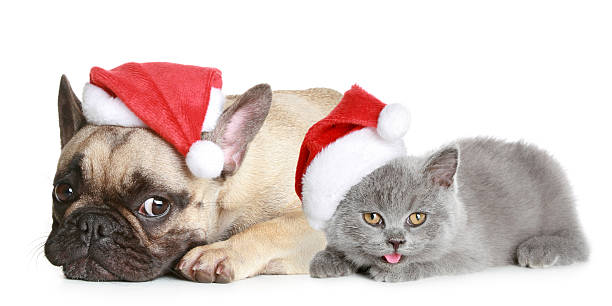 istock French bulldog and grey kitten lies on a white background 119409558