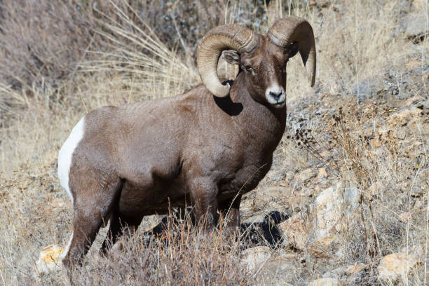 istock Colorado Rocky Mountain Bighorn Sheep 1194095656
