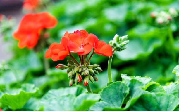 istock Red geranium flowers blossoming in the park 1194095721