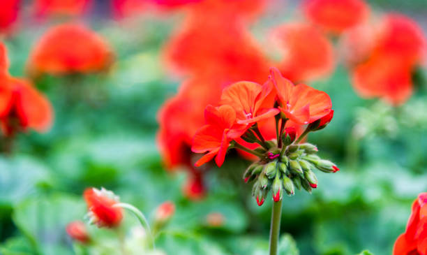 istock Red geranium flowers blossoming in the park 1194095780
