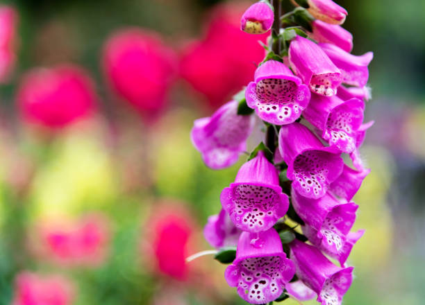 istock Foxglove flowers blossoming in the park 1194096385