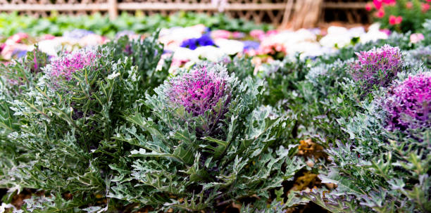 istock Organic kale growing on ornamental garden 1194096711