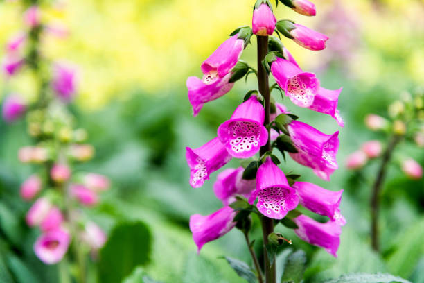 Foxglove flowers blossoming in the park.