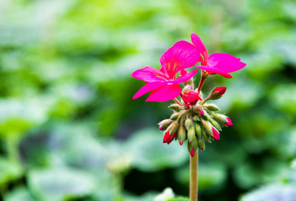 Purple geranium flowers blossoming in the park.
