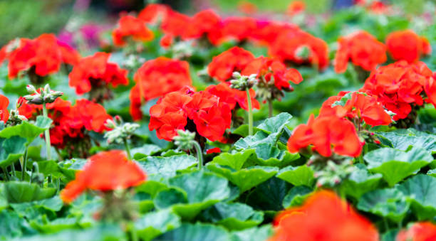 istock Red geranium flowers blossoming in the park 1194096929