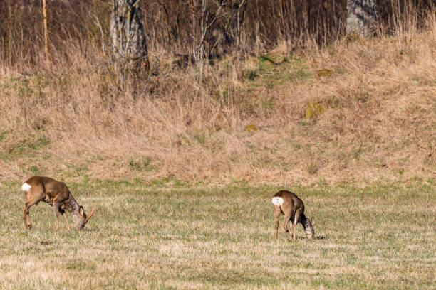 istock Roe deer grazing in a field in spring 1194097018