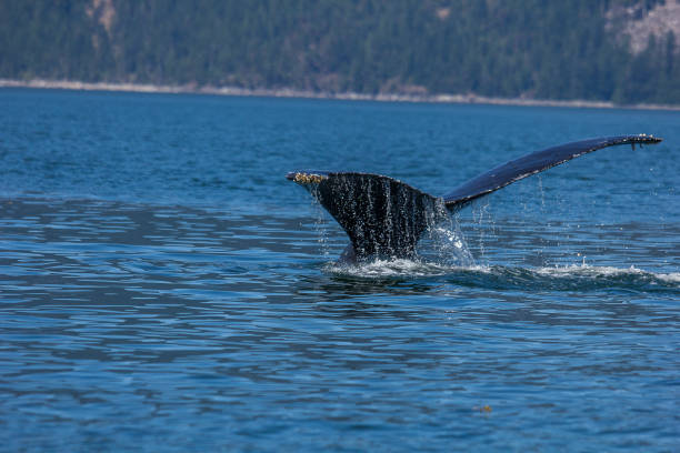istock Whale watching in Vancouver Canada Tails 1194097035