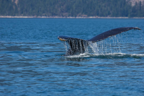 istock Whale watching in Vancouver Canada Tails 1194097052