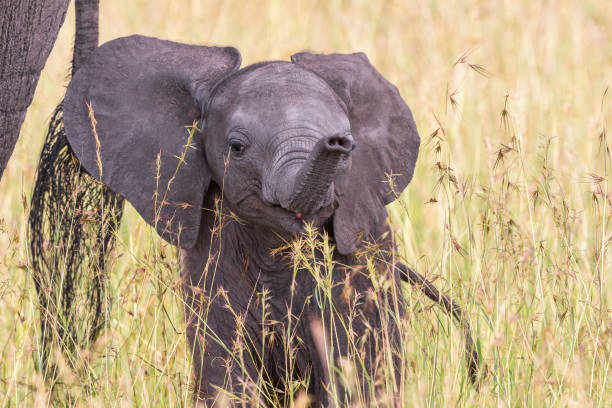 Happy Elephant calf on the savannah