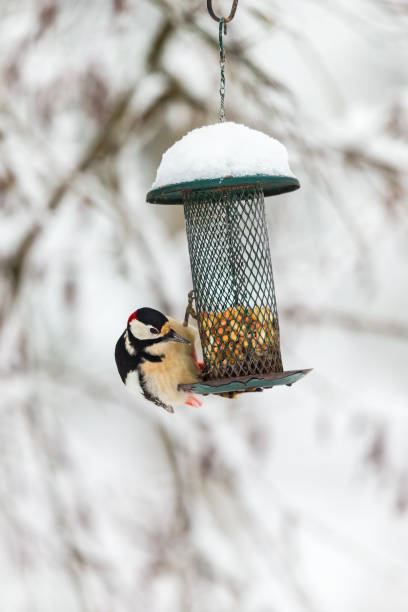 istock Great Spotted Woodpecker at a hanging bird feeder 1194097090