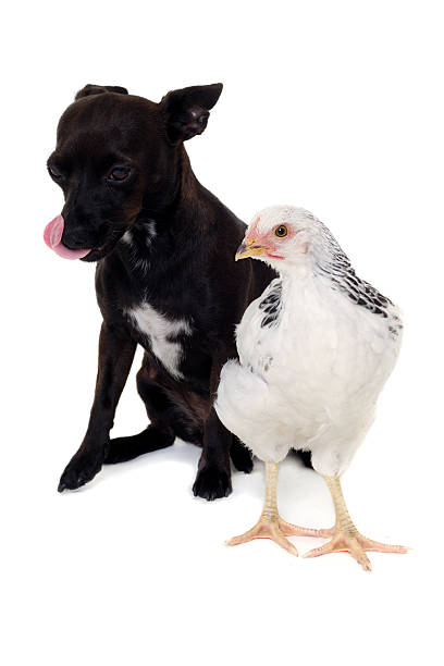 istock Puppy dog and chicken 119409710