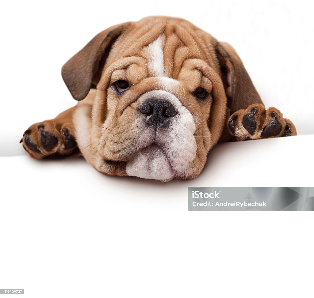 bulldog on white banner  Animal Stock Photo