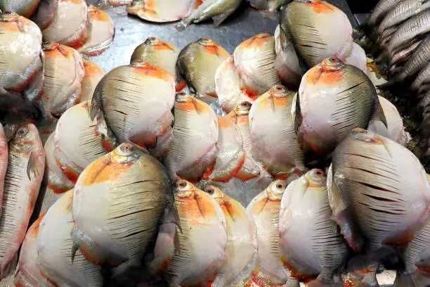 Photo of fish market of Manaus - Amazonas, Brazil