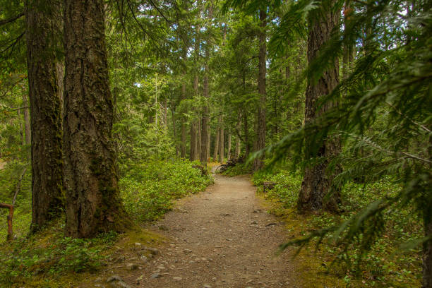 istock Rain Forest Vancouver British Columbia Huge Trees 1194098218
