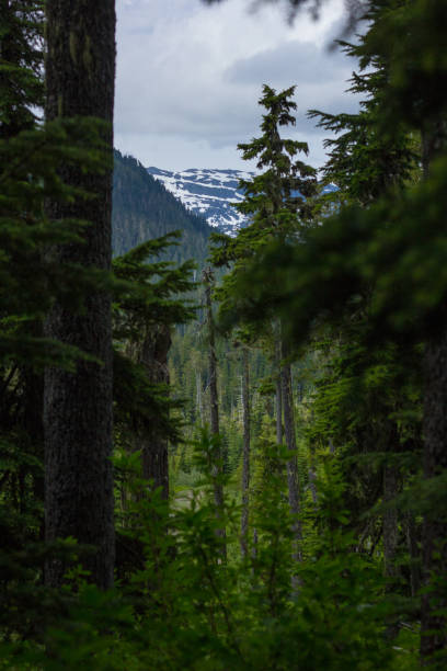 istock Rain Forest Vancouver British Columbia Huge Trees 1194098225