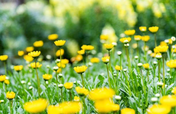 Yellow chrysanthemum multicaule blossoming in the park.