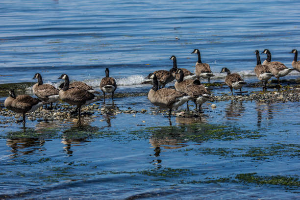 istock Canada Geese at Coastline Vancouver Canada 1194099560