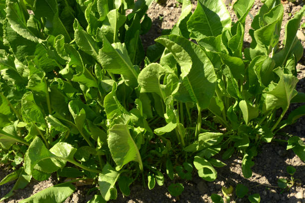 istock armoracia rusticana leaves in brown soil 1194099869