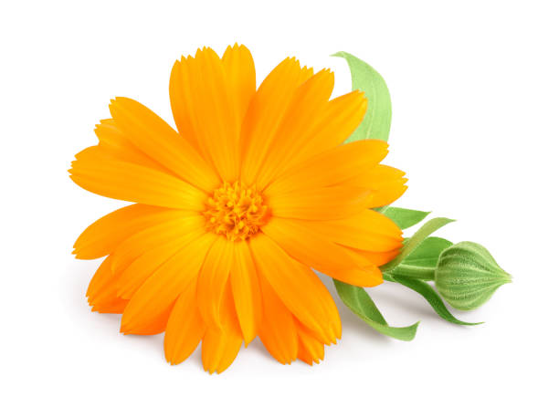 istock Calendula. Marigold flower with leaves isolated on white background 1194101023