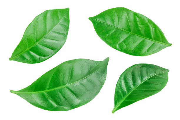 istock Green coffee leaves isolated on a white background. 1194101045