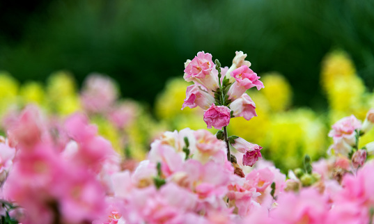 Pink snapdragons blossoming in the park.