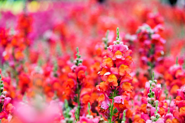Red snapdragons blossoming in the park.
