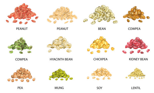 Set of hand drawn colored piles of beans seeds. Vector illustration. Set of hand drawn colored piles of beans seeds isolated on white. Peanut, bean, cowpea, chickpea, kidney bean, pea, mung, soy, lentil.  Stylized vector illustration. legume stock illustrations