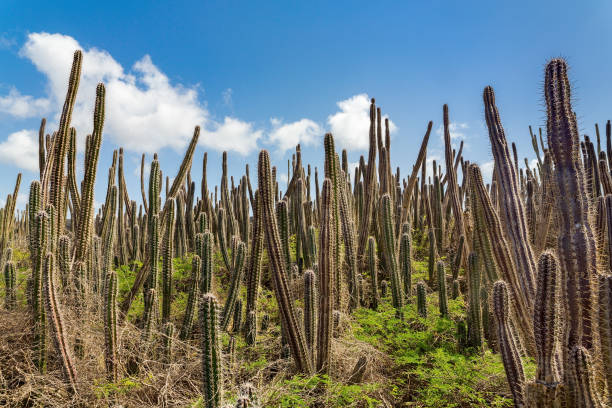 Cactus field with many cacti and blue sky on island Bonaire. I took this landscape photo during my visit of Washington Slagbaai National Park in the North of this beautiful island. It's obvious that you can't enter this area because all these cactus plants have sharp needles.