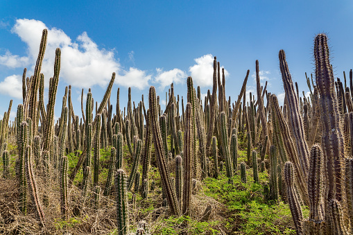 Cactus field with many cacti and blue sky on island Bonaire. I took this landscape photo during my visit of Washington Slagbaai National Park in the North of this beautiful island. It's obvious that you can't enter this area because all these cactus plants have sharp needles.