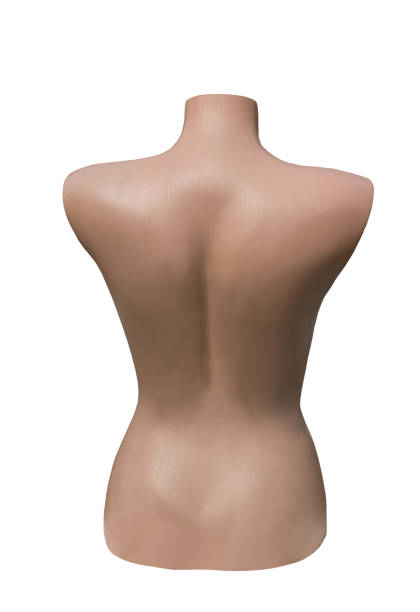 the female dummy isolated on a white background. - mannequin naked female doll imagens e fotografias de stock