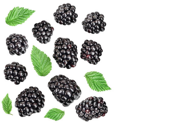 istock blackberry with leaf isolated on a white background. With copy space for your text. Top view. Flat lay 1194103804